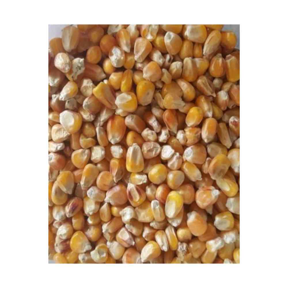 Mais - Futtermais GVO frei 25 Kg