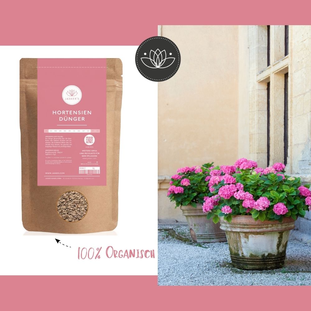 Hortensien Dünger - Dünger für alle Hortensienarten