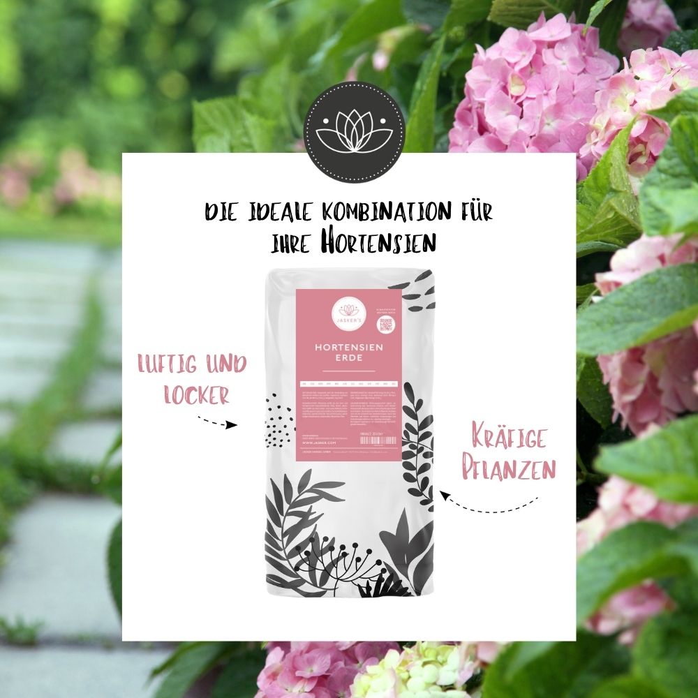 Hortensien Dünger - Dünger für alle Hortensienarten