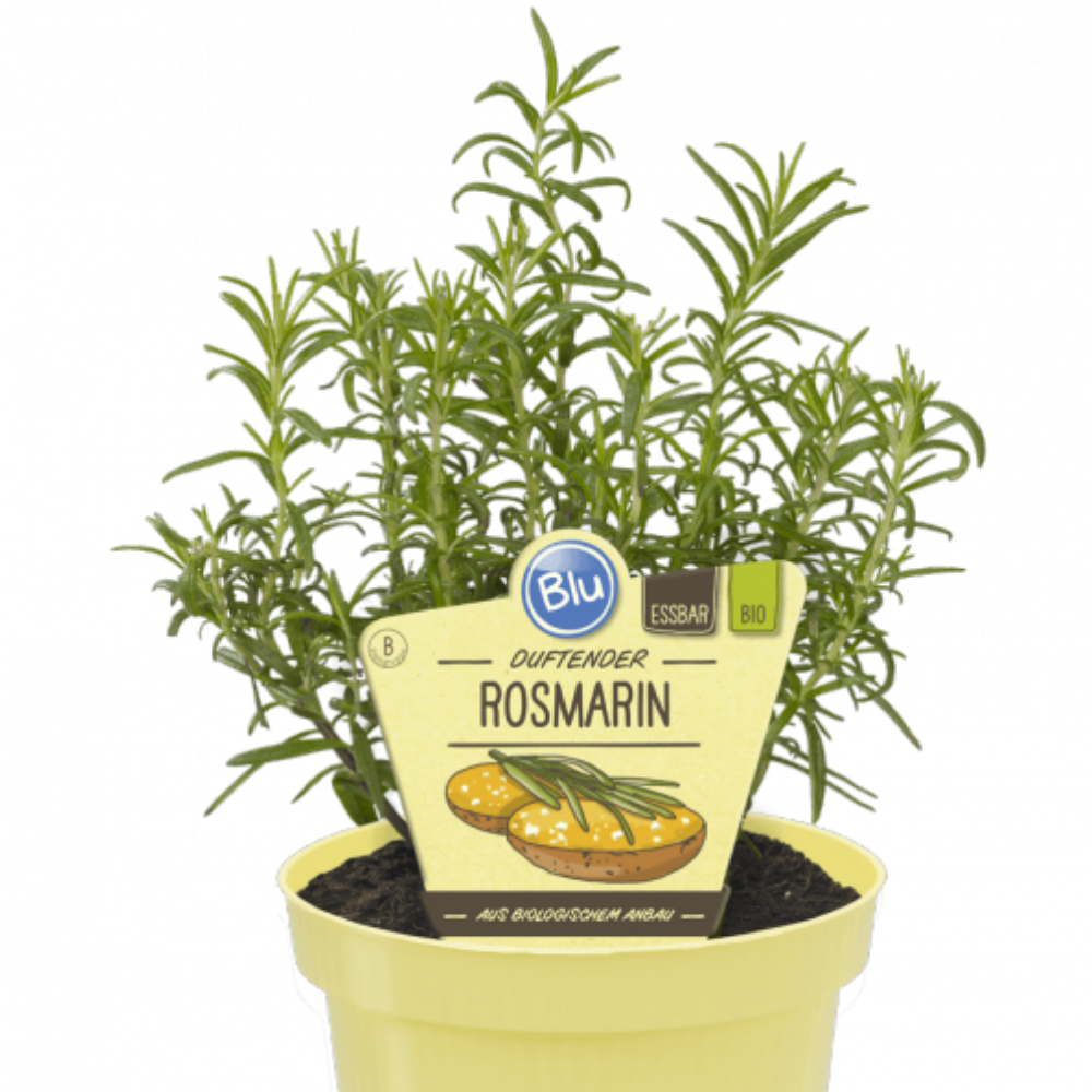 rosmarin-bio-blu