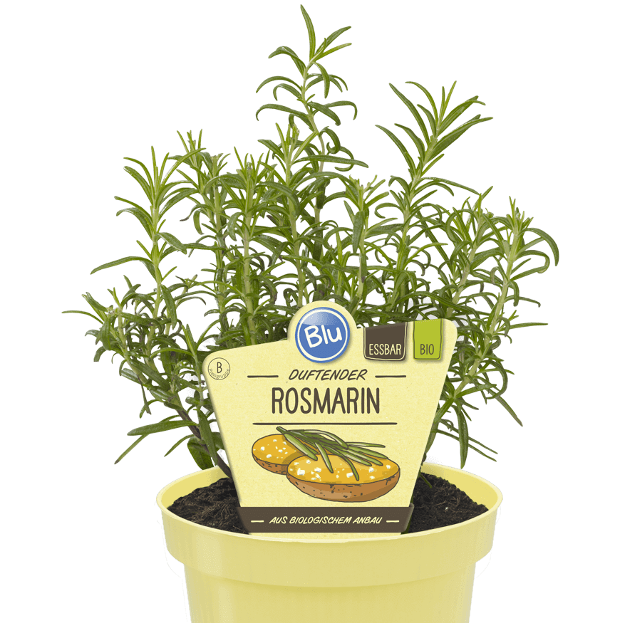 Rosmarin Blu Bio