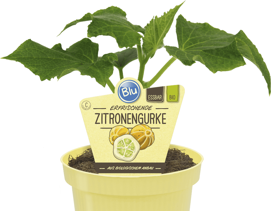 Zitronengurke Blu Bio