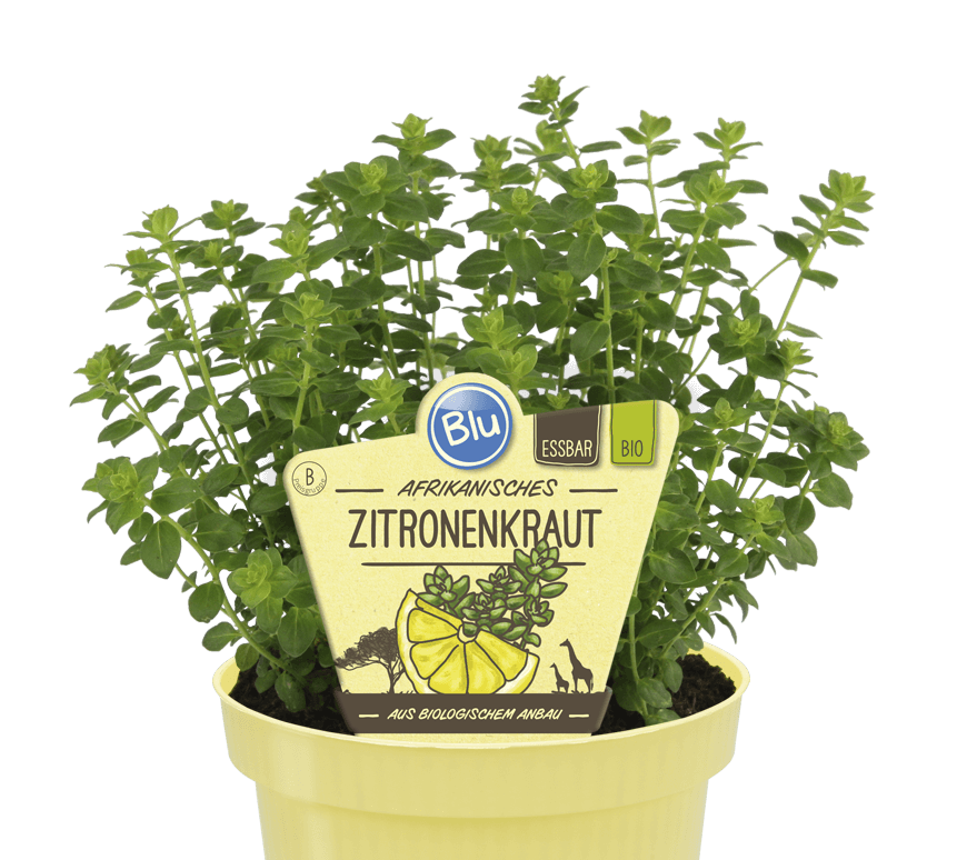 Zitronenkraut Bio Lüneburg Lieferdienst
