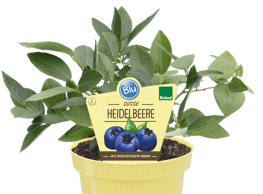 Heidelbeere Blu Bio