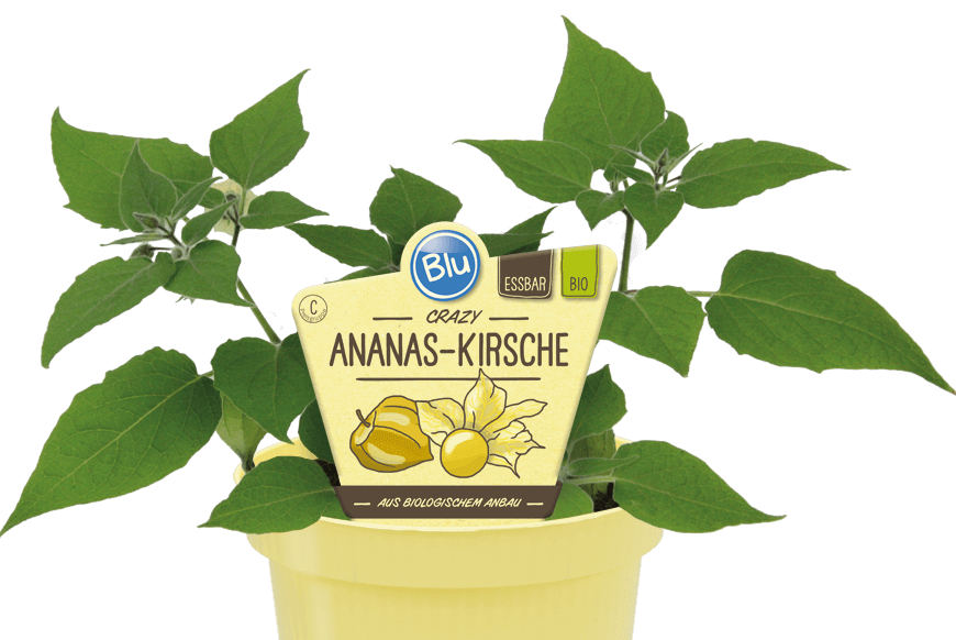 Ananas Kirsche Blu Bio